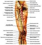 Anatomie: heup,bovenbeen,knie,onderbeen,enkel,voet,acetabulum,collum femoris,trachanter,femur,epicondyl,meniscus,kruisband,cruciate ligament,patella,knieschijf,tibia,fibula,malleolus,talus,calcaneus,tarsus,metatarsus,phalanx,falanx,quadriceps femoris,rectus femoris,sartorius,tensor fasciae latae,tractus iliotibialis,biceps femoris,gastrocnemius,semimembranosus,semitendinosus,soleus,suralis,vena saphena parva,vena saphena magna,sciatic,ischiadicus,peronea